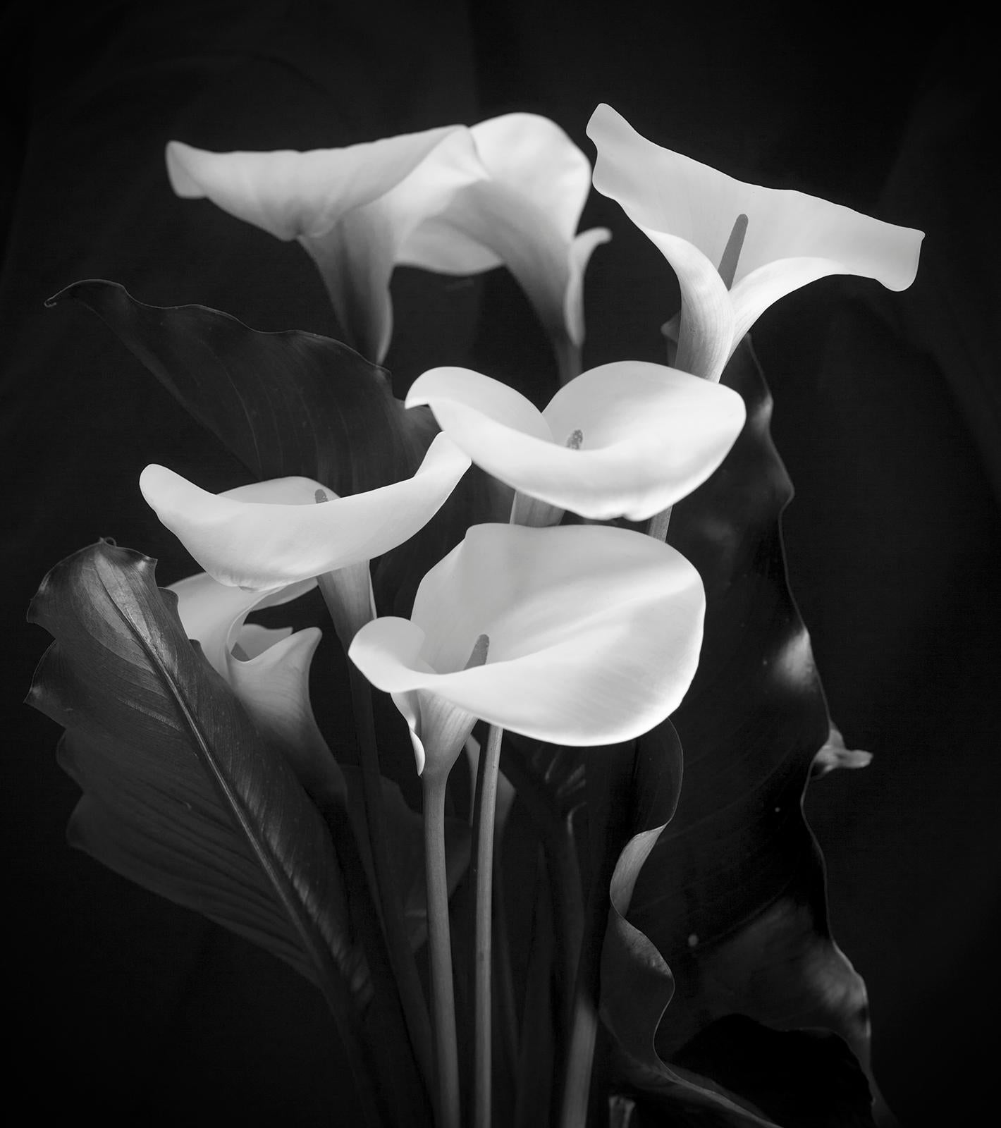 Ian Sanderson Still-Life Photograph – Signierter Stillleben-Druck in limitierter Auflage, Schwarz-Weiß, Contemporary - Arum Lilies