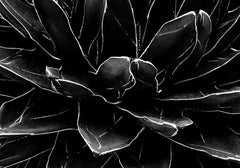 Cactus -Signed limited edition fine art print, Black white nature photograph