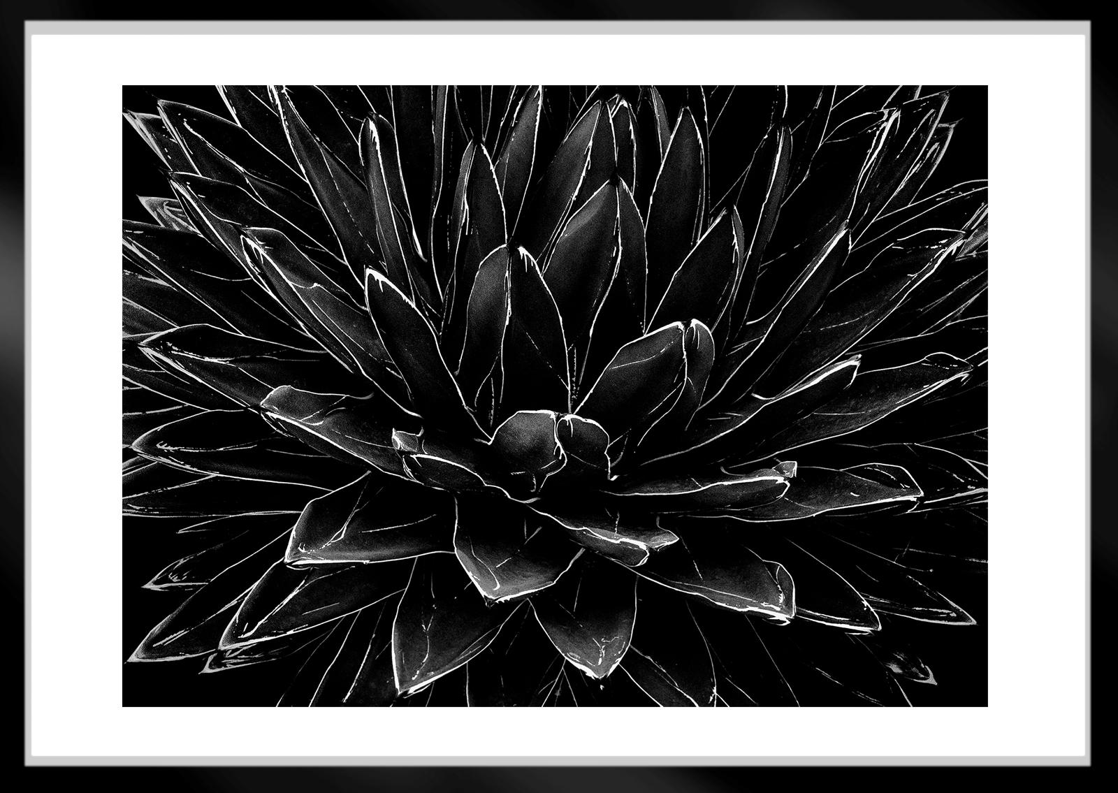 Cactus - Impression d'art en édition limitée signée, photographie de nature en noir et blanc - Noir Black and White Photograph par Ian Sanderson
