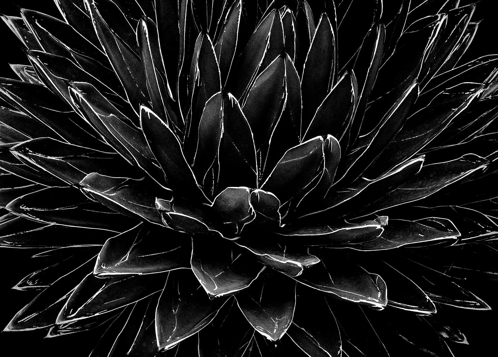 Nature morte en édition limitée signée Cactus, nature noire et blanche, contemporain
