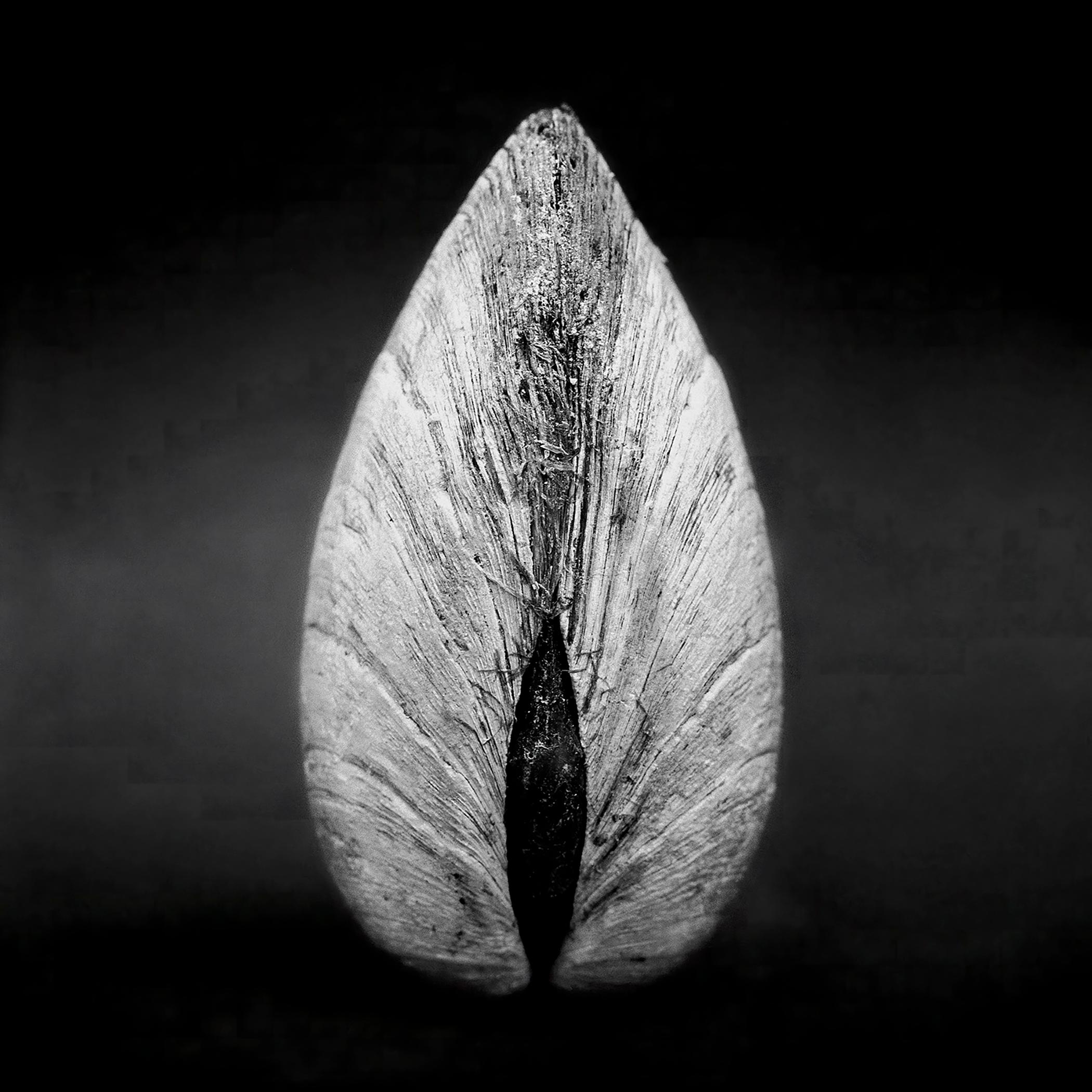 Clam 02 - Monochrome Contemporary Photograph, Signed Edition, Organic square