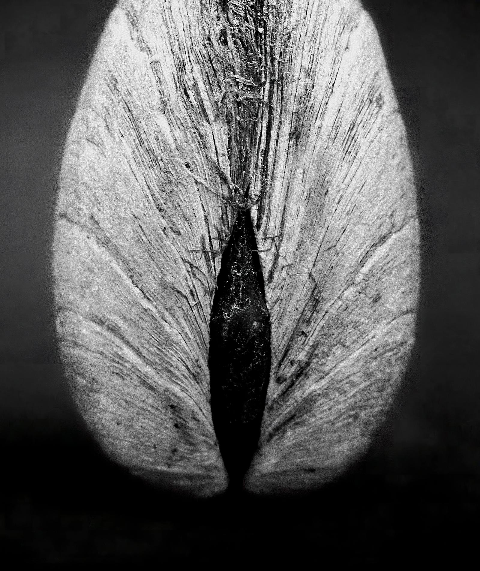Clam 02 - Tirage d'art contemporain signé, édition limitée, carré noir et blanc - Contemporain Photograph par Ian Sanderson