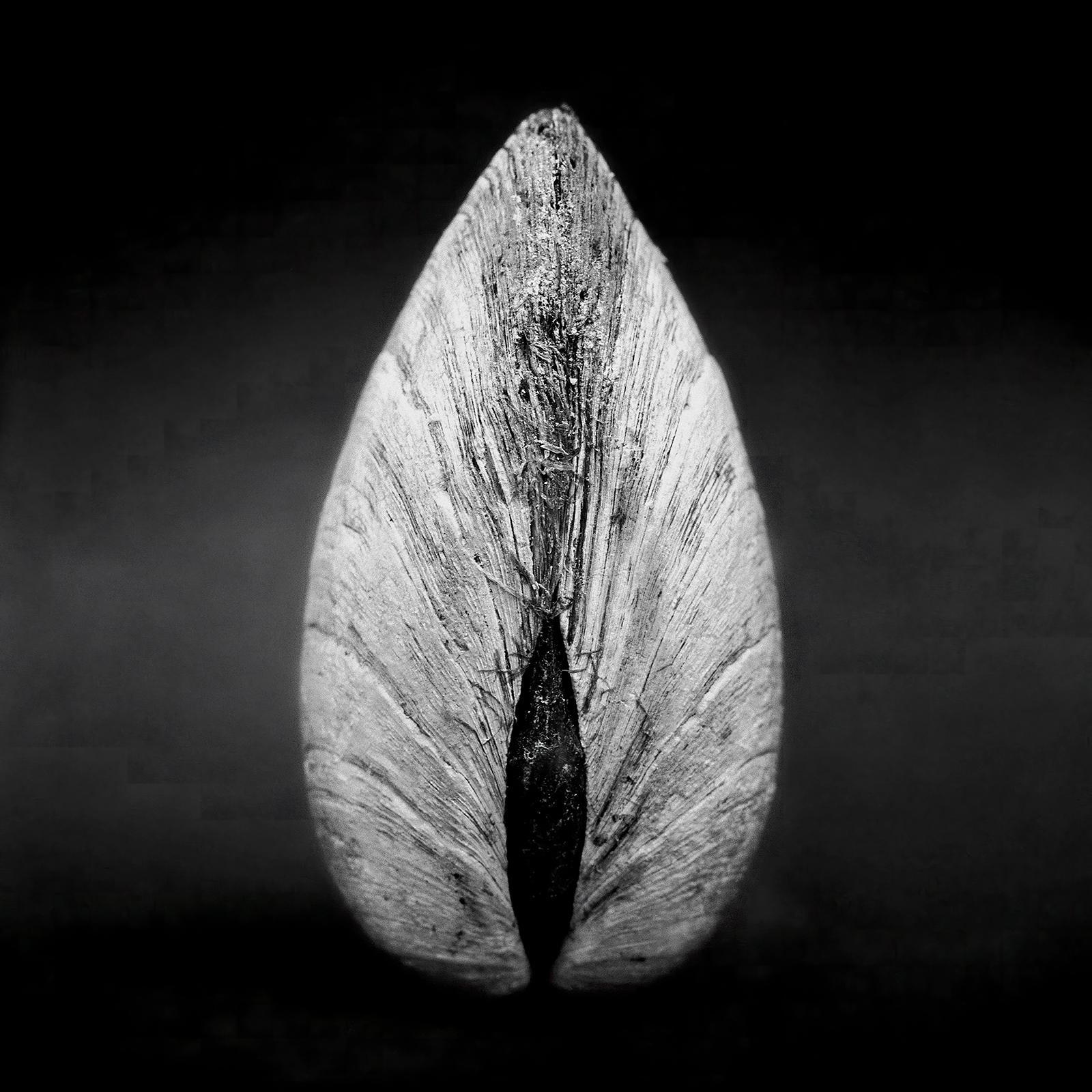 Clam 02 - Tirage d'art contemporain signé, édition limitée, carré noir et blanc - Noir Still-Life Photograph par Ian Sanderson