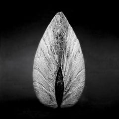 Clam 02 - Signed limited edition Contemporary art print, Black white square photo