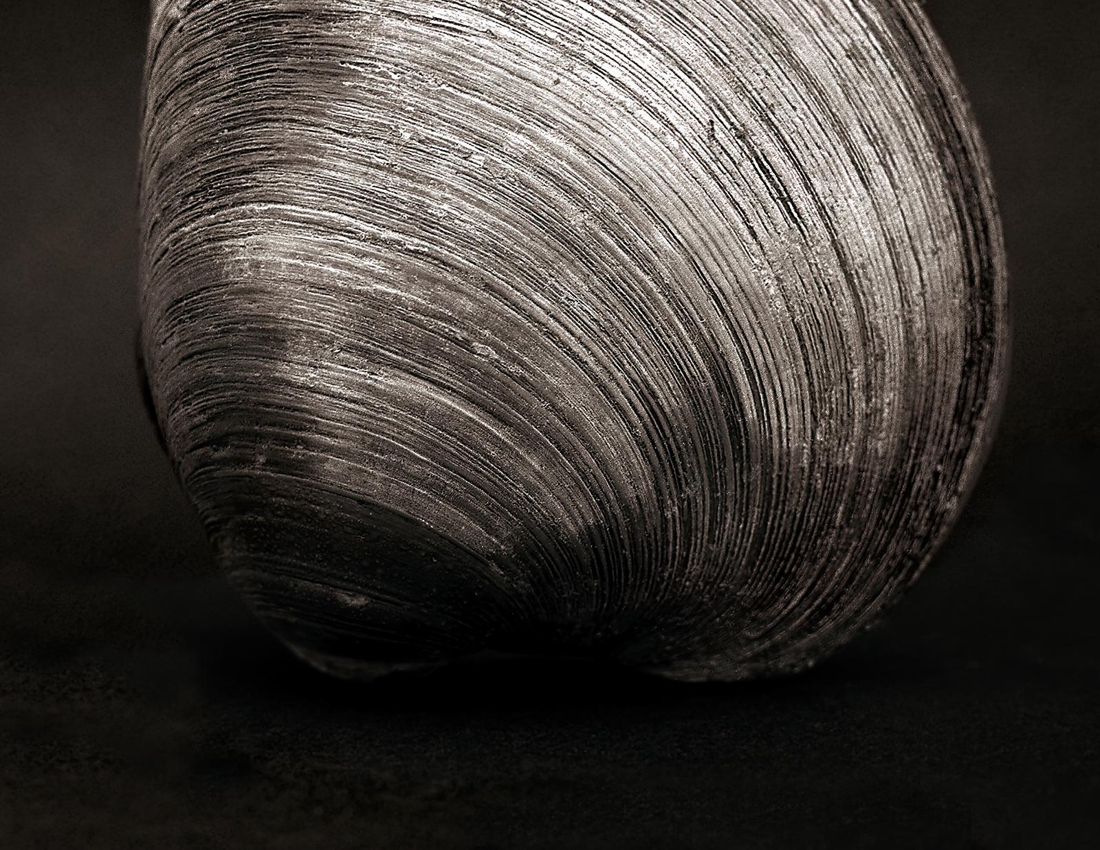 Clam- Signierter Naturdruck in limitierter Auflage, Schwarz-Weiß-Foto, Stillife – Photograph von Ian Sanderson