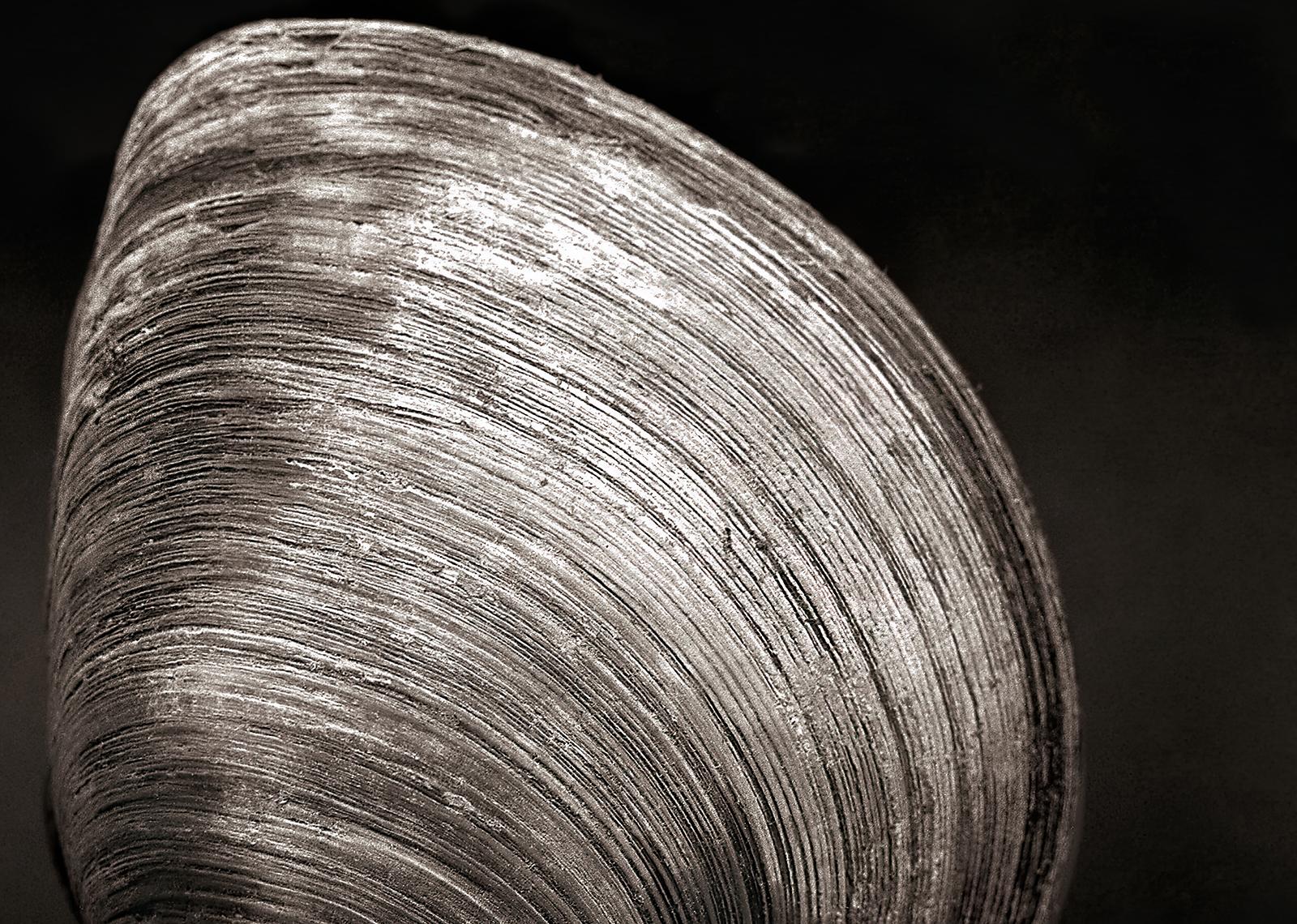 Clam- Signierter Naturdruck in limitierter Auflage, Schwarz-Weiß-Foto, Stillife (Zeitgenössisch), Photograph, von Ian Sanderson
