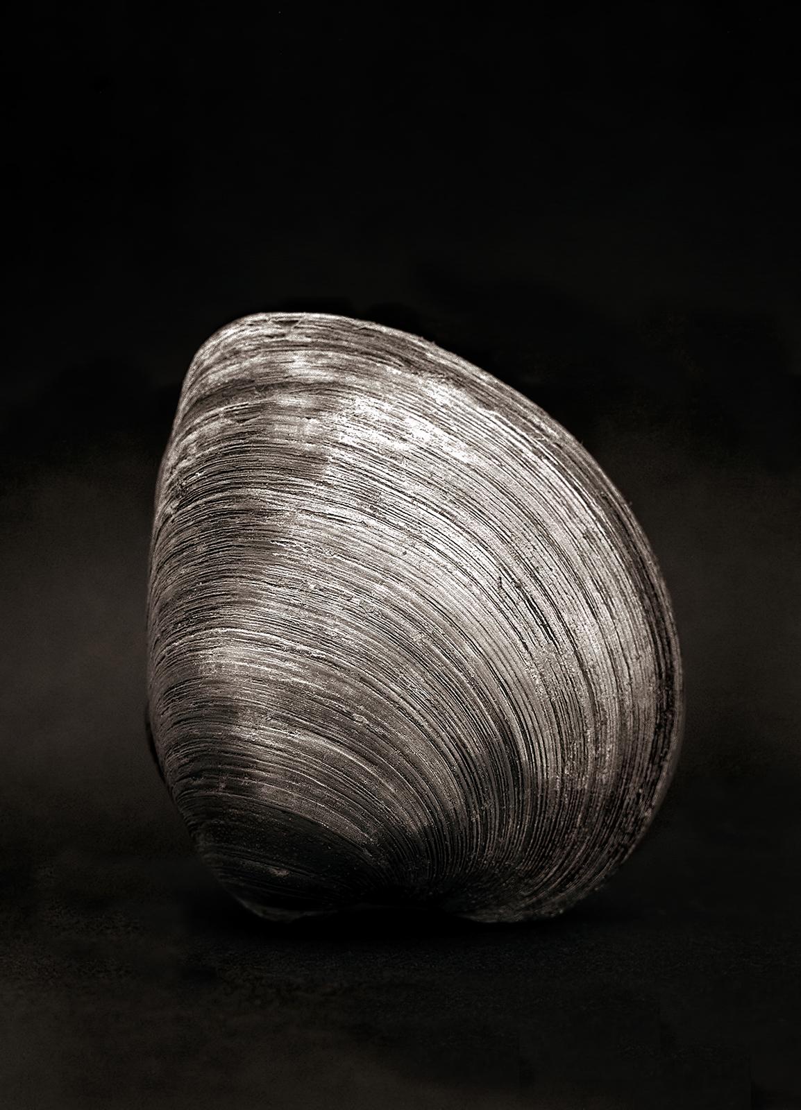 Ian Sanderson Black and White Photograph – Clam- Signierter Naturdruck in limitierter Auflage, Schwarz-Weiß-Foto, Stillife