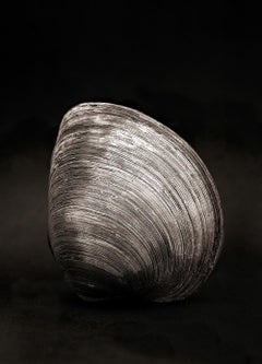 Clam - Signed limited edition nature fine art print, Black white photo, Graphic
