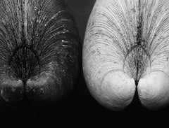 Almejas - Impresión firmada de edición limitada, Blanco negro, Cuadrado, Naturaleza contemporánea