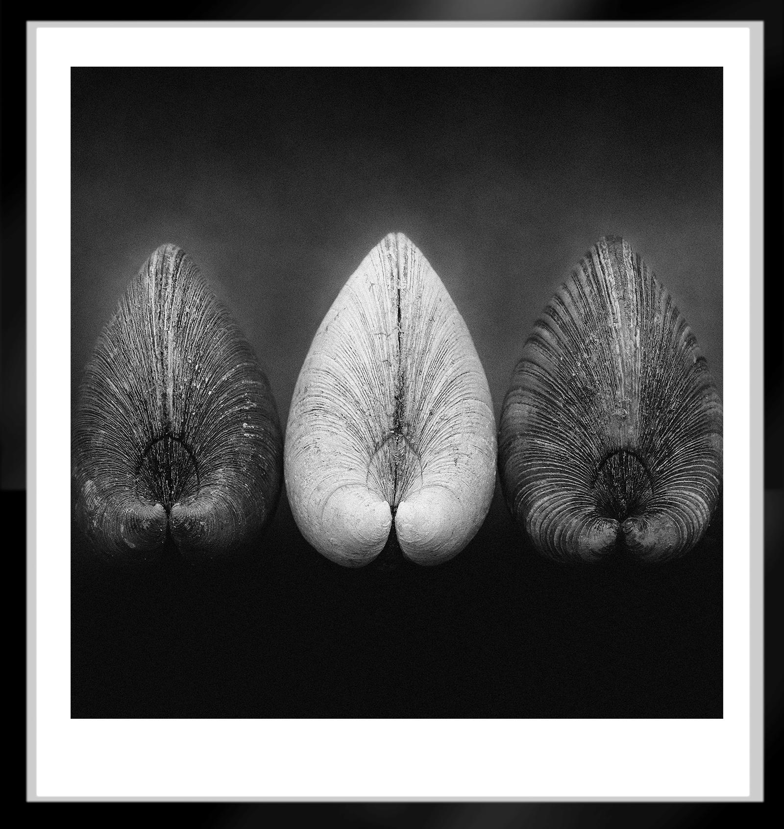 Clams - Signed limited edition print, Black white, Square, Contemporary nature For Sale 1