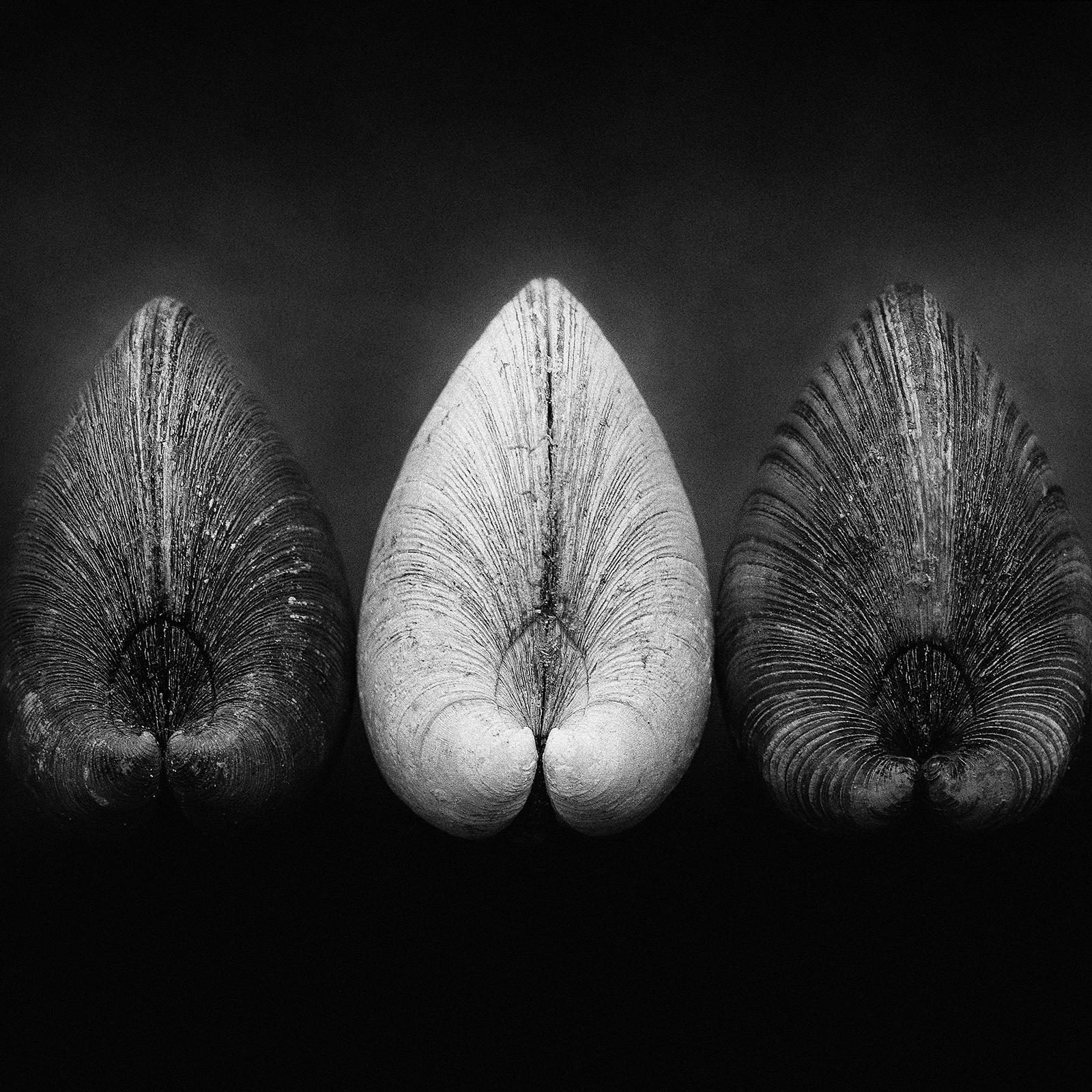 Clams - Impression nature en édition limitée signée, photo en noir et blanc, Square, Nature morte