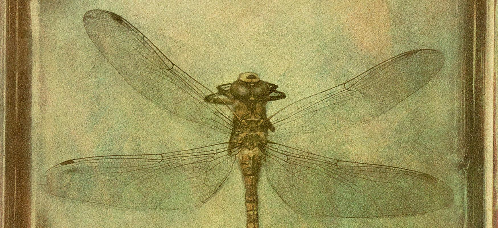 Dragonfly - Signed limited edition fine art print, Contemporary, Insect - Photograph by Ian Sanderson