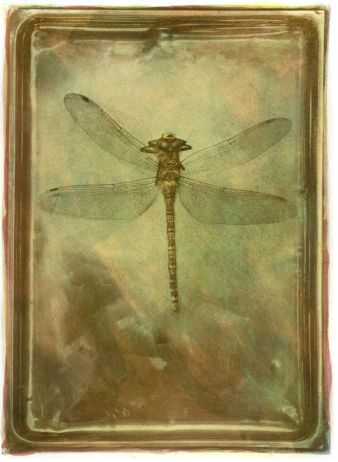 Dragonfly - Signed limited edition archival pigment print  -   Edition of 8  
Photography  and Bichromate print : 2016
Pigment print : 2020

Several negatives was used to create a handmade print with a 19th. century technique involving light