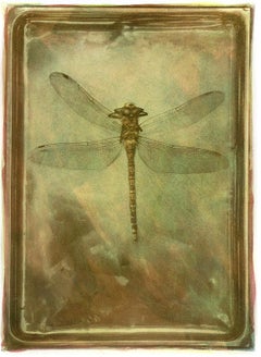 Libelle - Signierter Kunstdruck in limitierter Auflage, Contemporary, Insekt