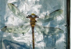 Dragonfly - Signed limited edition nature print, still life colour photo, insect