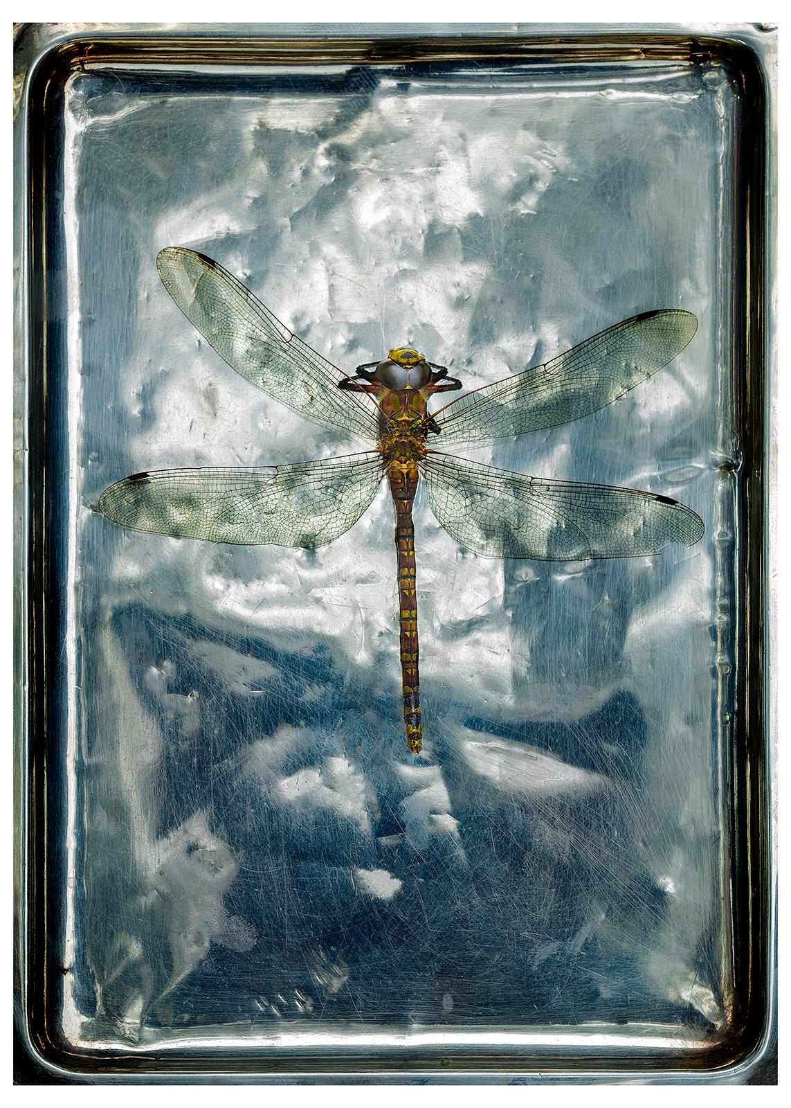 Ian Sanderson Color Photograph - Dragonfly - Signed limited edition nature print, still life colour photo, insect