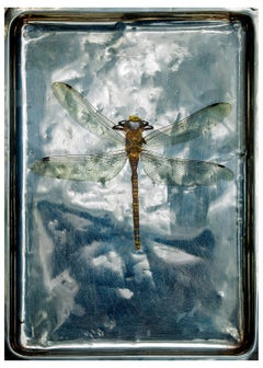 Dragonfly - Signed limited edition fine art print, colour photography, Insect