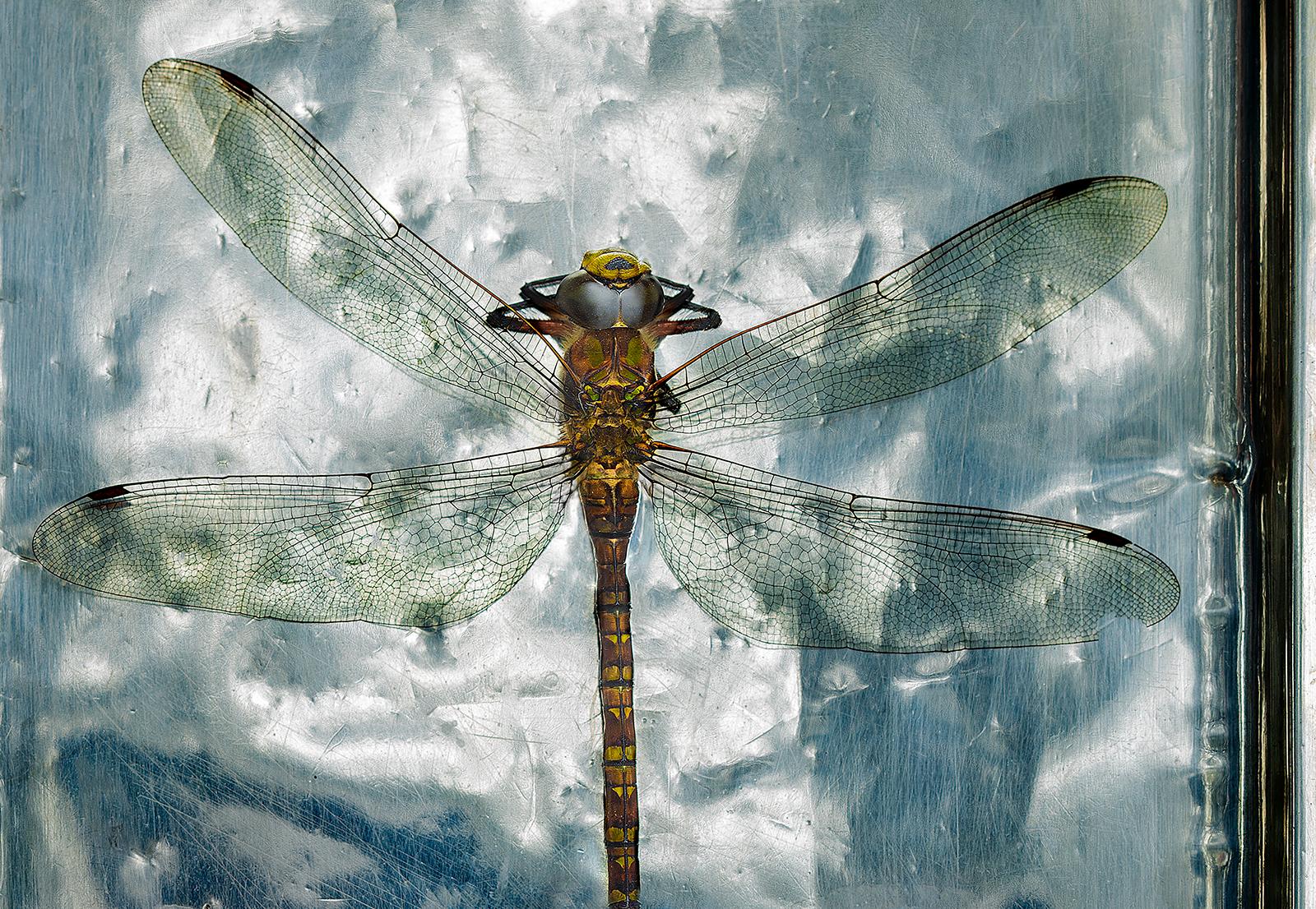 Dragonfly- Signed limited edition nature print, colour photo, Oversize still life - Photograph by Ian Sanderson