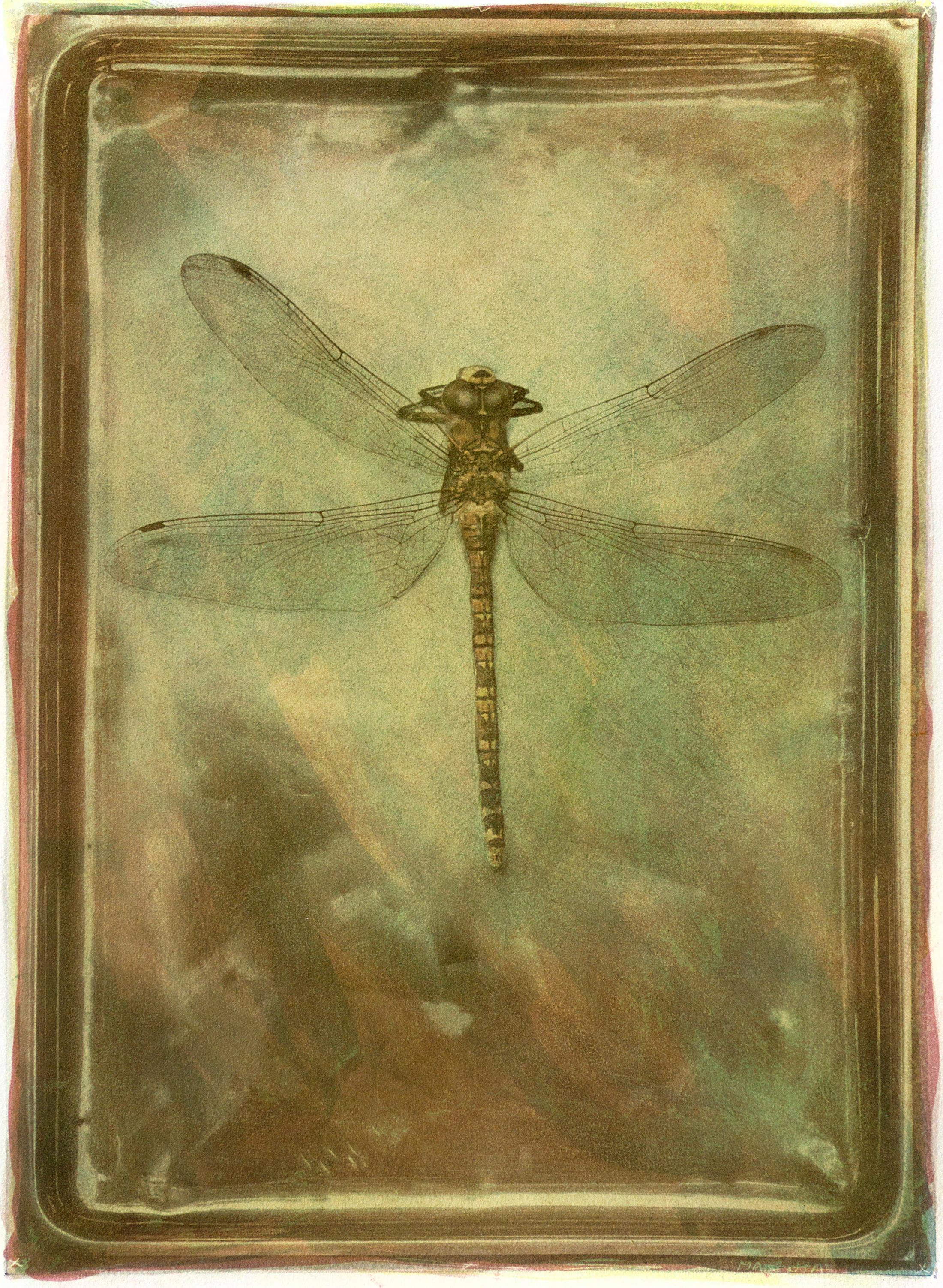 Libellule - Tirage d'art signé en édition limitée, Contemporain, Insecte