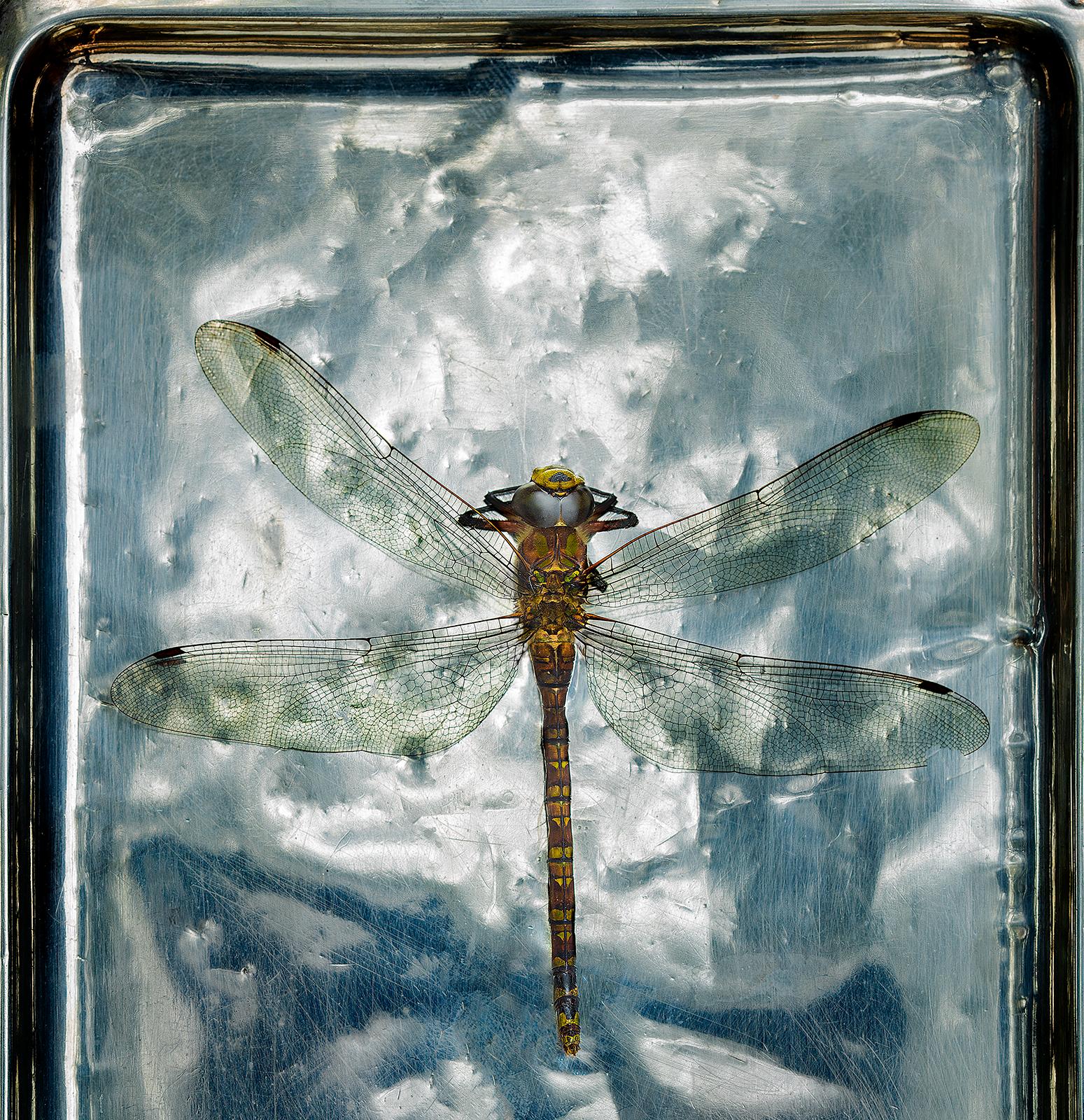 Libellule - Tirage nature signé en édition limitée, Photo surdimensionnée, Nature morte bleue - Contemporain Photograph par Ian Sanderson