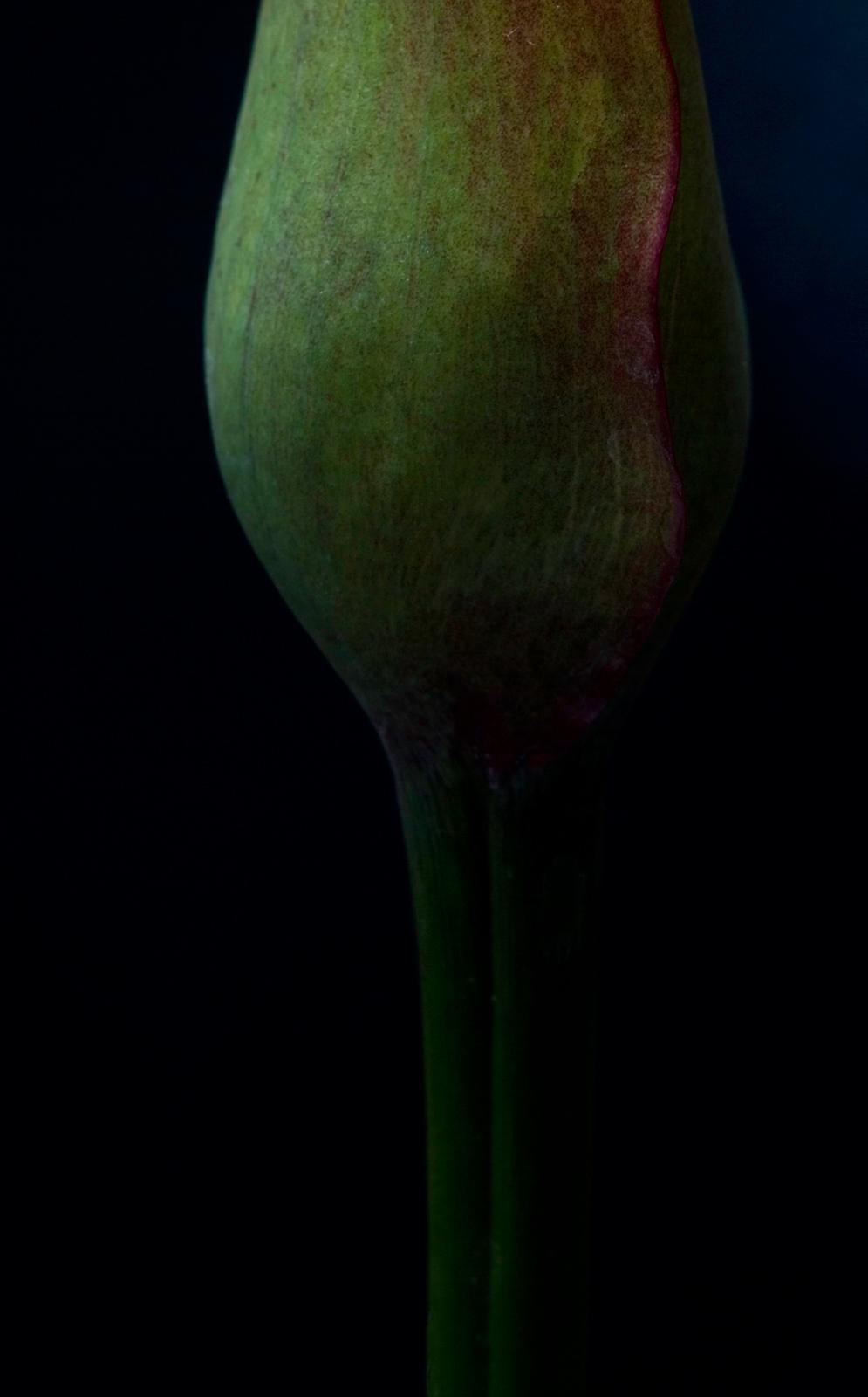 Stilleben Blumendruck, Farbe Natur Foto, Schwarz Contemporary - Blume 02  (Zeitgenössisch), Photograph, von Ian Sanderson