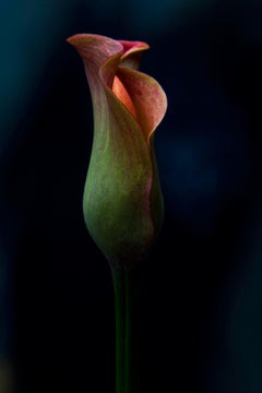 Nature morte Impression florale, photo de nature en couleur, noir Contemporain - Fleur 02 