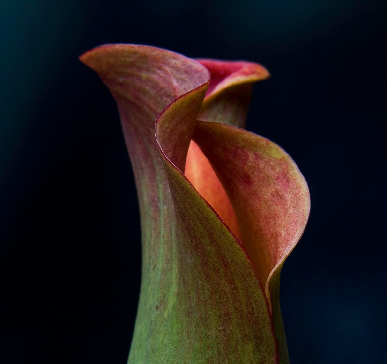 Signed limited edition fine art print, Romantic photo, Black Red Green, Flower 2 - Photograph by Ian Sanderson