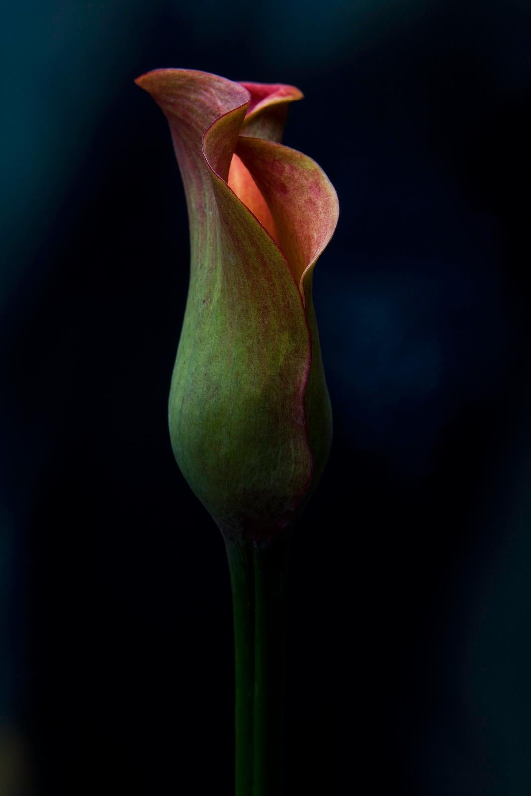 Ian Sanderson Still-Life Photograph - Signed limited edition fine art print, Romantic photo, Black Red Green, Flower 2