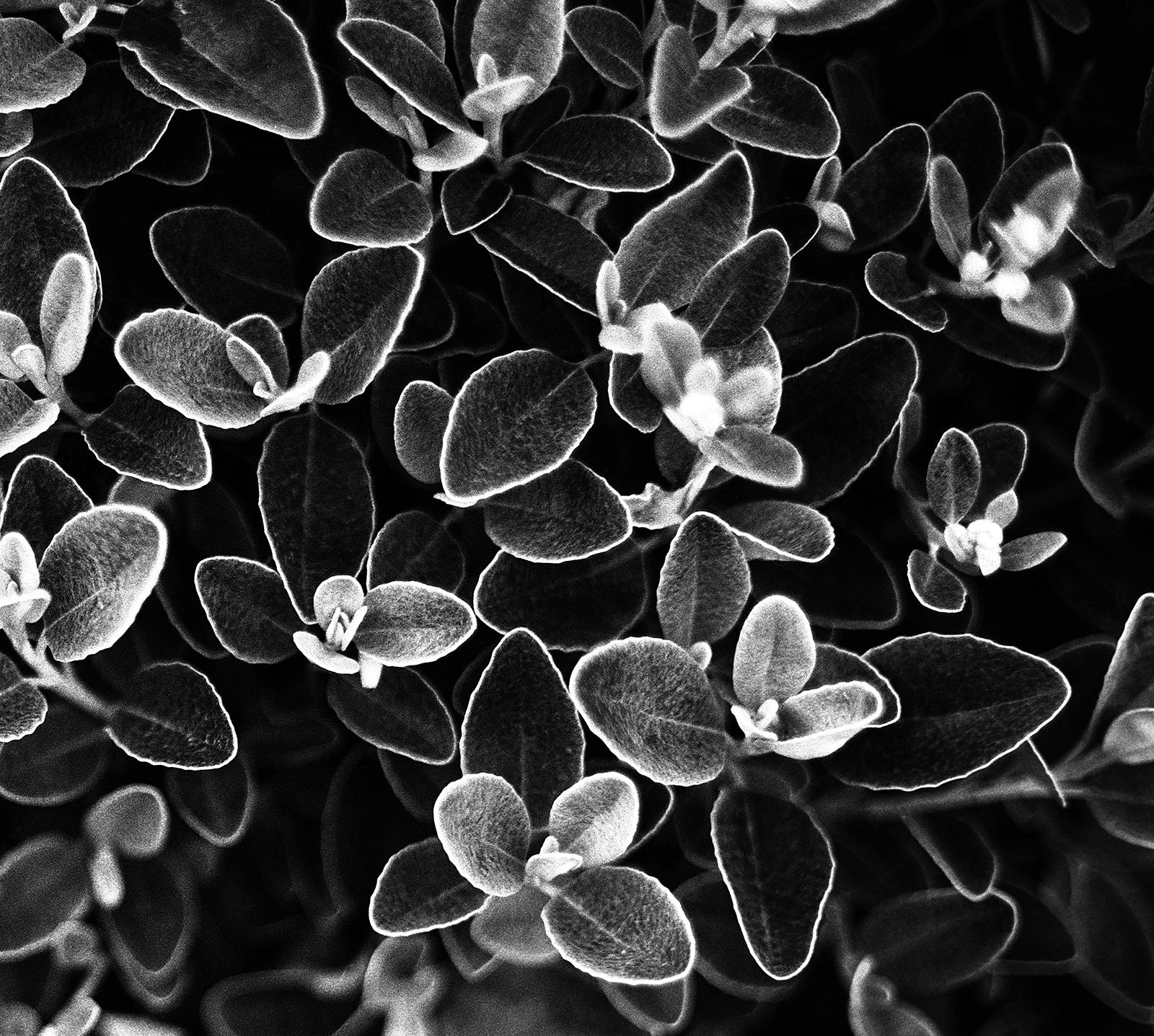 Blumenblumen- signierter Kunstdruck in limitierter Auflage, Schwarz-Weiß- Naturfoto, zeitgenössisch – Photograph von Ian Sanderson