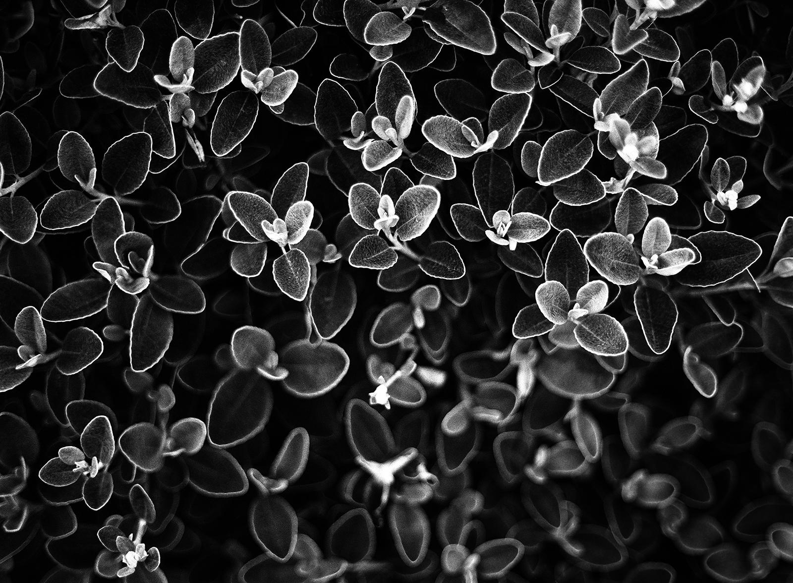 Blumenblumen- signierter Kunstdruck in limitierter Auflage, Schwarz-Weiß- Naturfoto, zeitgenössisch (Zeitgenössisch), Photograph, von Ian Sanderson