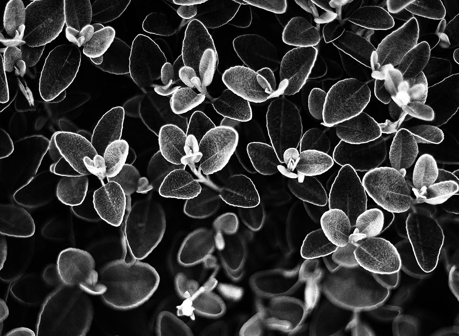 flower print black and white