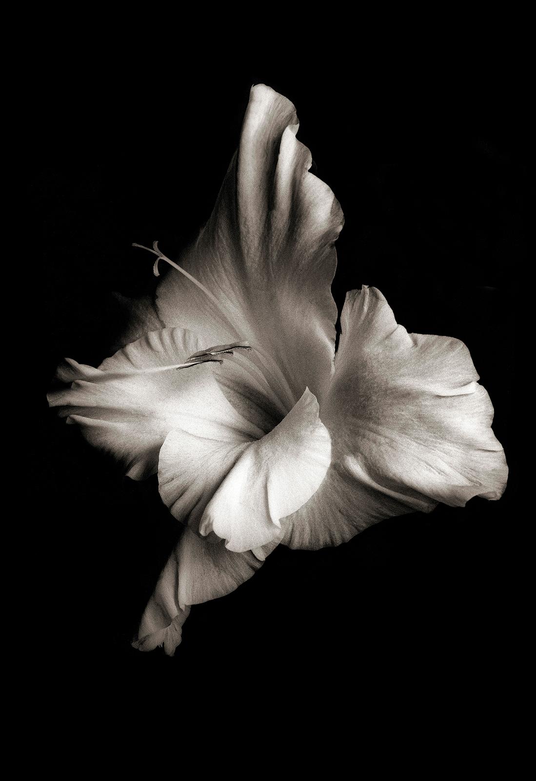An original signed archival pigment print on Hahnemühle Photo Rag® Baryta 315 gsm paper by Scottish artist Ian Sanderson (1951- 2020) titled ‘FlowerHead 1 ‘ who was captured on film in 1986. 
Monochrome photography, slightly sepia.

Signed by Ian