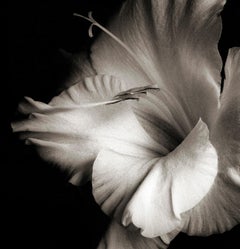 FlowerHead - Floral print, Analogue Contemporary, Sepia, Nature Still-life
