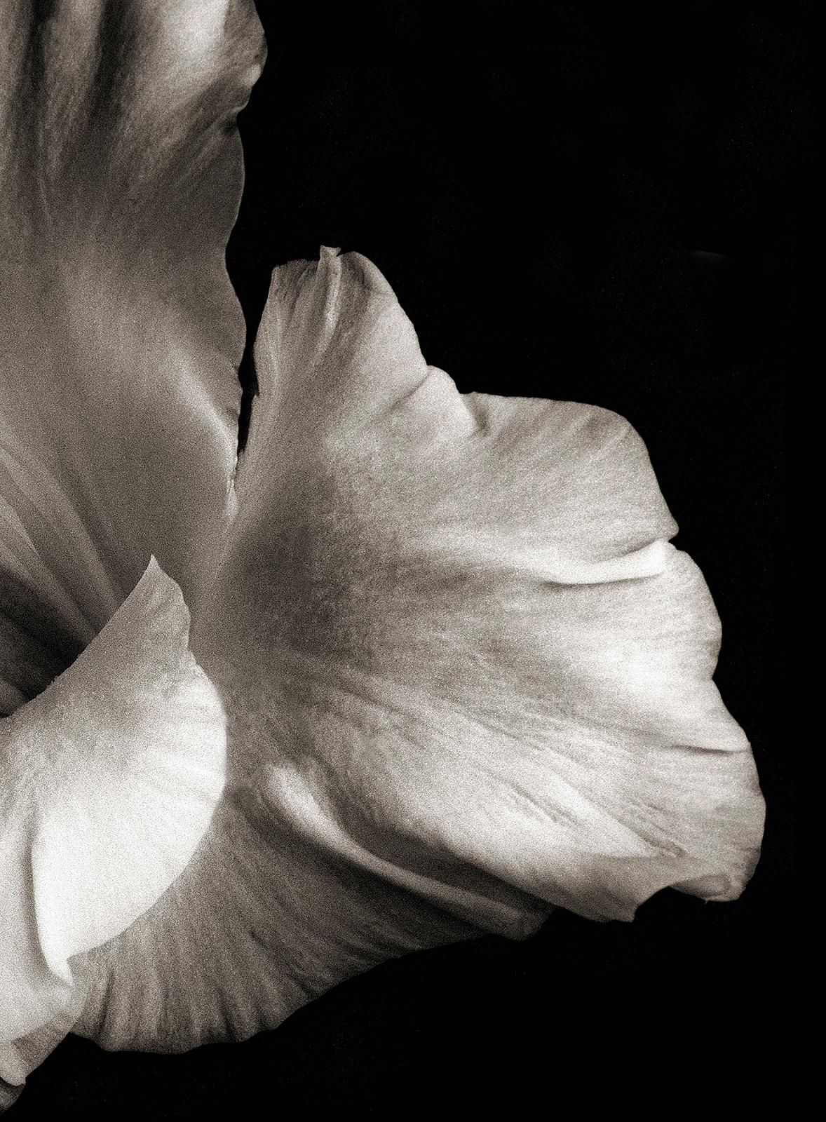 Impression florale, Analogue Contemporary, Sepia, Nature Still-life - FlowerHead  - Contemporain Photograph par Ian Sanderson