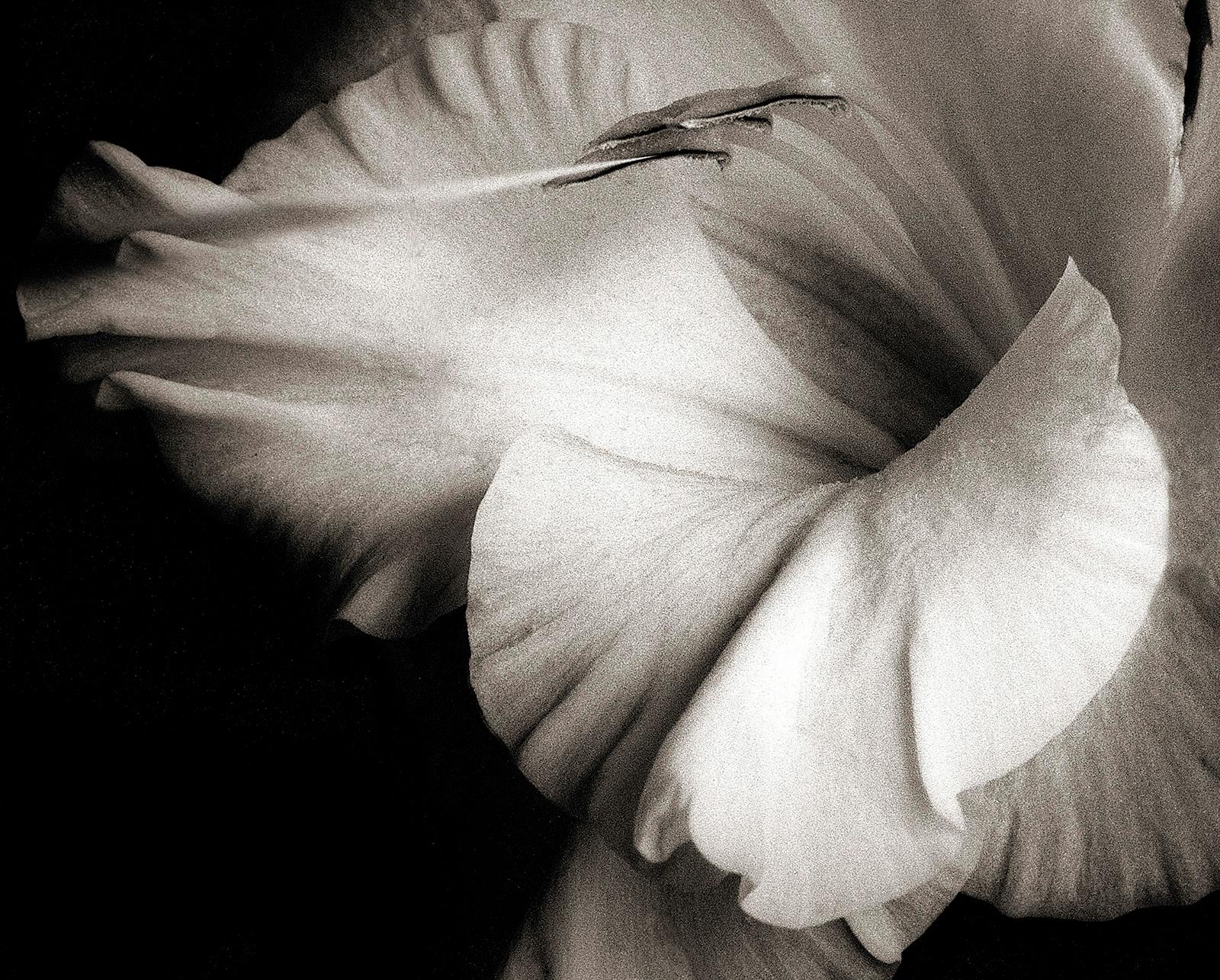 An original signed archival pigment print on Hahnemühle Photo Rag® Baryta 315 gsm paper by Scottish artist Ian Sanderson (1951- 2020) titled ‘FlowerHead 1 ‘ who was captured on film in 1986. 
Monochrome photography, slightly sepia.

Signed by Ian