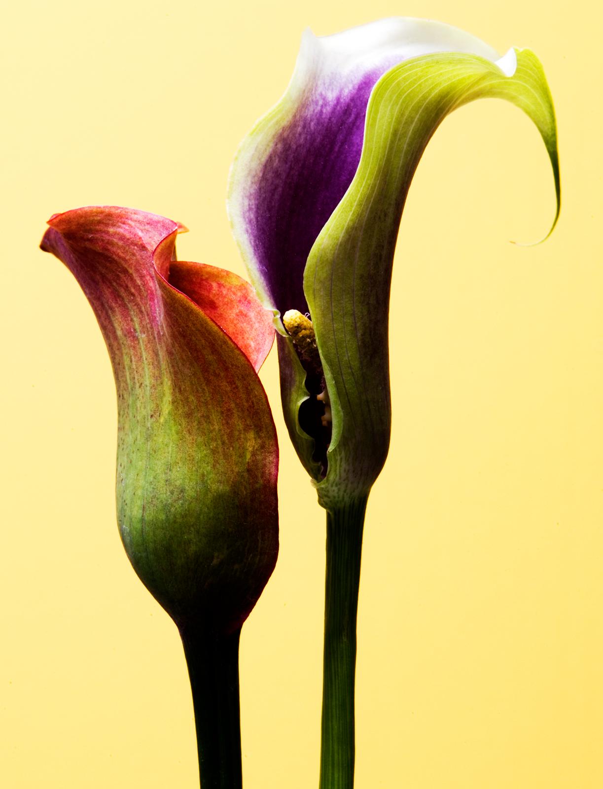 Blumen kostenlose Lieferung – limitierter signierter zeitgenössischer Druck, Naturfoto, Gelb – Photograph von Ian Sanderson