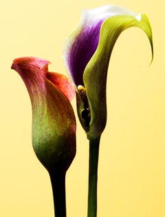 Blumen - Limitierter signierter zeitgenössischer Druck, Nature photo, Gelb, Romantik