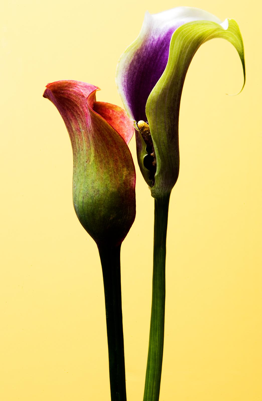 Blumen – signierter Kunstdruck in limitierter Auflage, Farb- Naturfotografie