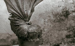 Fougère -Signed limited edition still  life art print, Black white plant nature