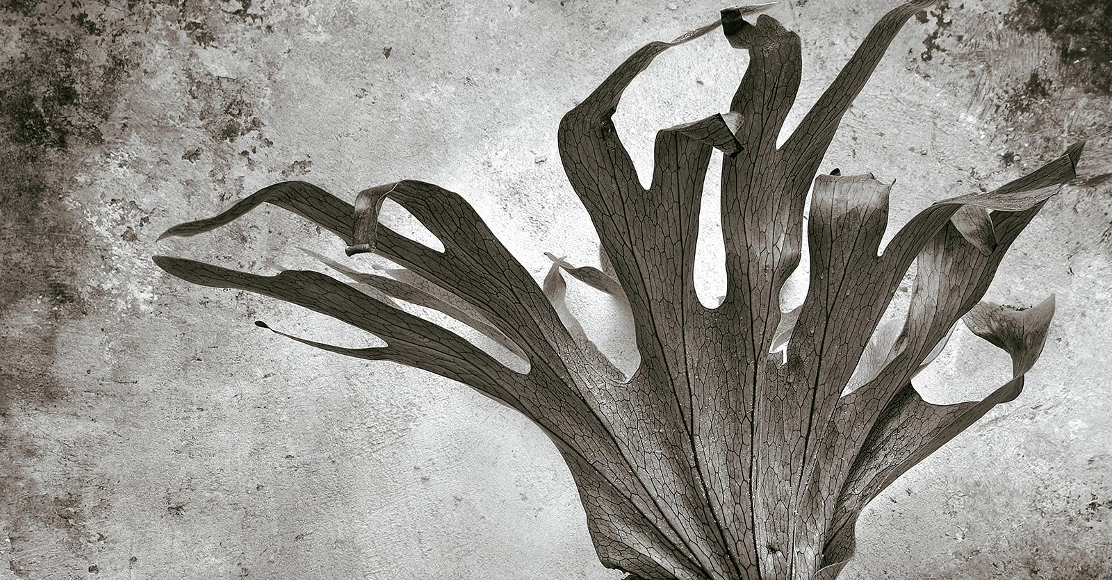 Fougère -Signiertes Standbild in limitierter Auflage  life art print,Schwarz weiß Pflanze Natur (Zeitgenössisch), Photograph, von Ian Sanderson