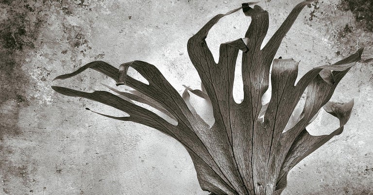Fougère -Signed limited edition fine art print,Black and white plant photography - Contemporary Photograph by Ian Sanderson