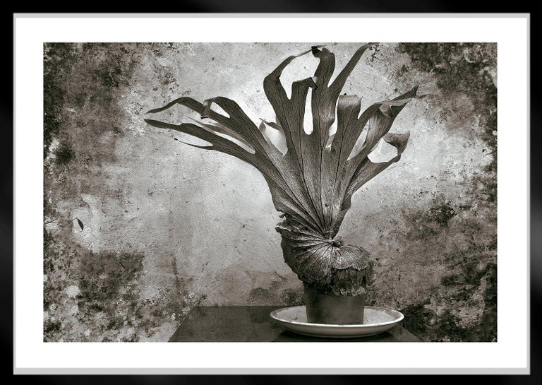 Fougère -Signed limited edition fine art print,Black and white plant photography - Gray Still-Life Photograph by Ian Sanderson