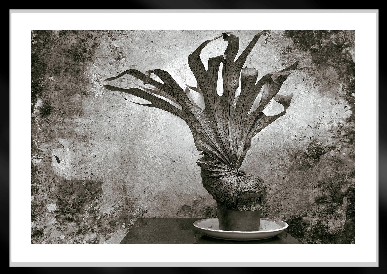 Fougère -Signiertes Standbild in limitierter Auflage  life art print,Schwarz weiß Pflanze Natur (Grau), Black and White Photograph, von Ian Sanderson