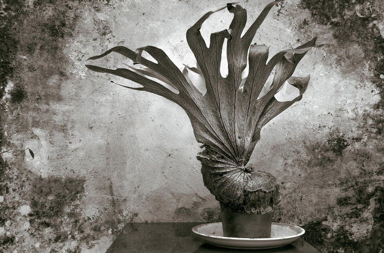 Ian Sanderson Still-Life Photograph - Fougère -Signed limited edition fine art print,Black and white plant photography