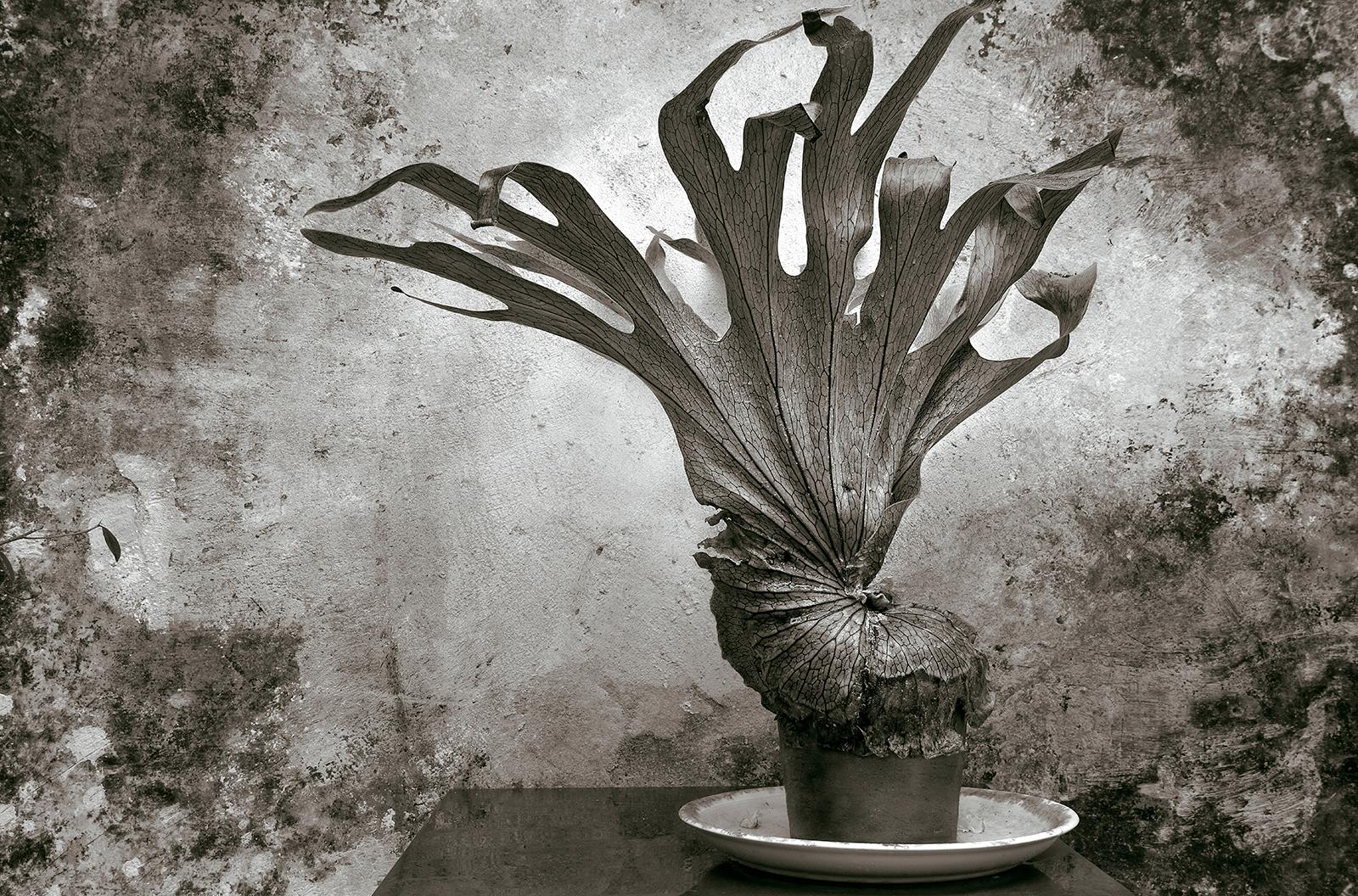 Ian Sanderson Black and White Photograph – Fougère -Signiertes Standbild in limitierter Auflage  life art print,Schwarz weiß Pflanze Natur