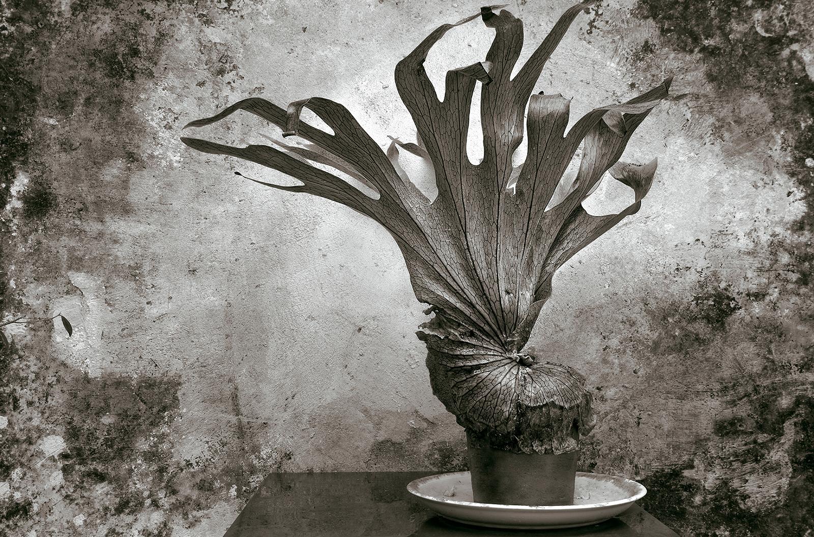 Ian Sanderson Black and White Photograph - Fougère -Signed limited edition still  life art print, Black white plant nature