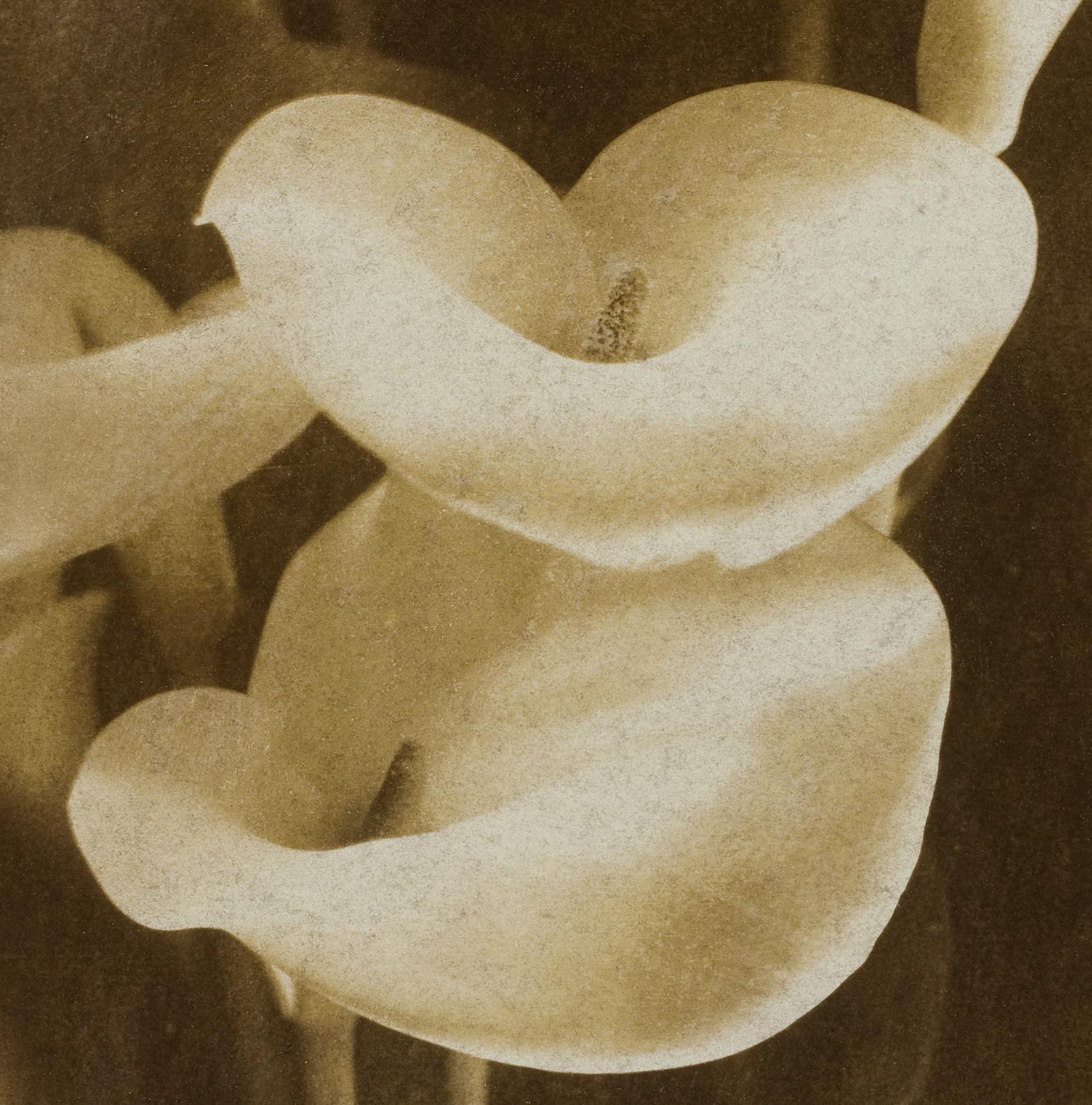 Lilies - Signed limited edition contemporary print, Colour photo, Flower, Nature - Photograph by Ian Sanderson