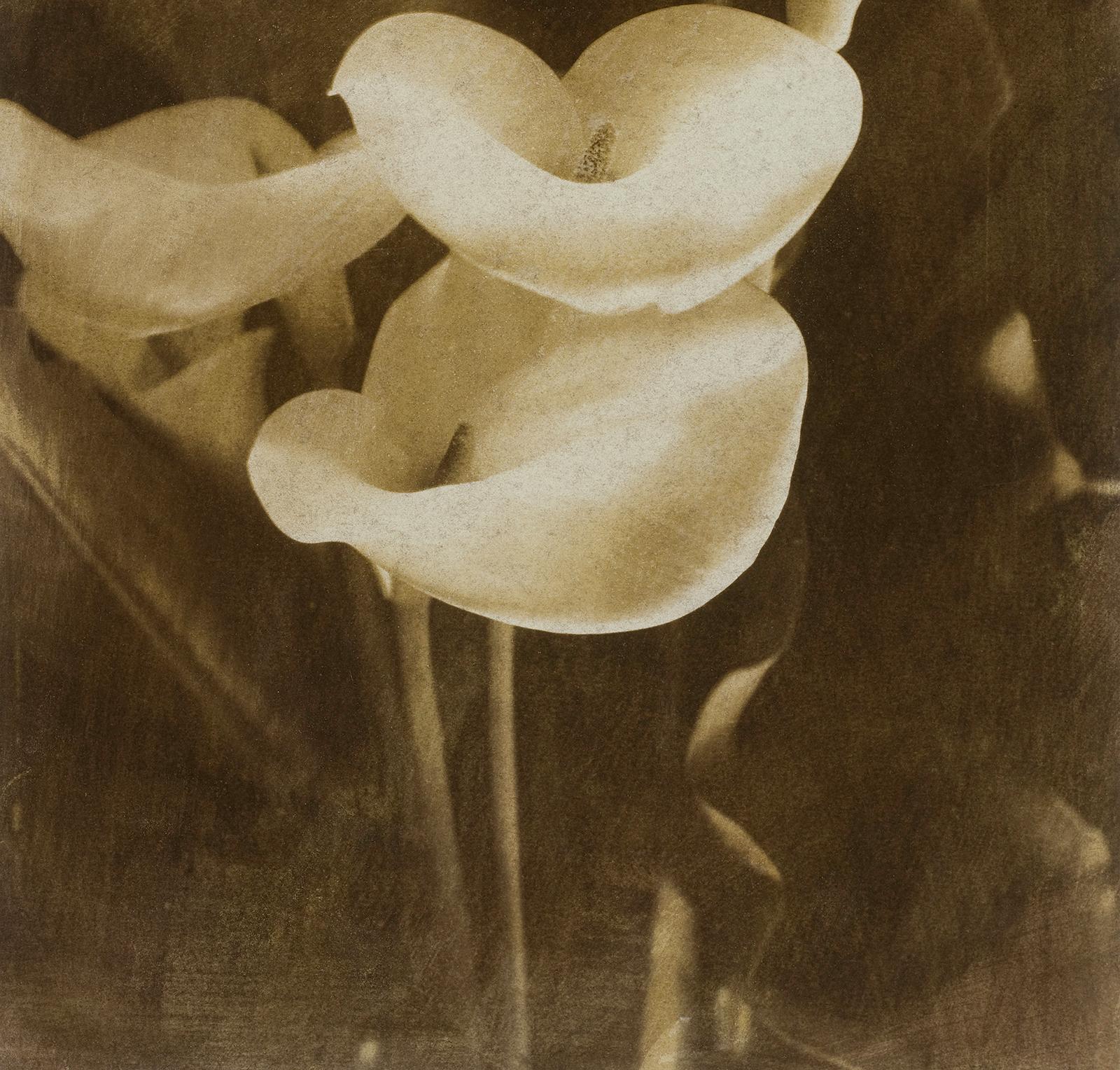 Lilies - Signed limited edition contemporary print, Colour photo, Flower, Nature - Contemporary Photograph by Ian Sanderson