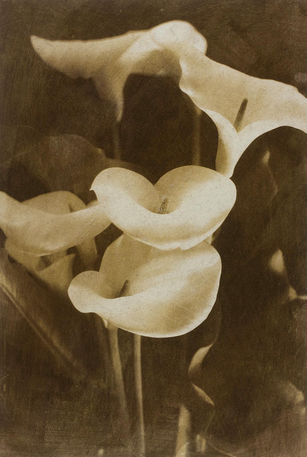 Lilies - Signed limited edition archival pigment print  -   Edition of 8  
Photography  1993 and Bichromate print : 2014
Pigment print : 2014

Several negatives was used to create a handmade print with a 19th. century technique involving light