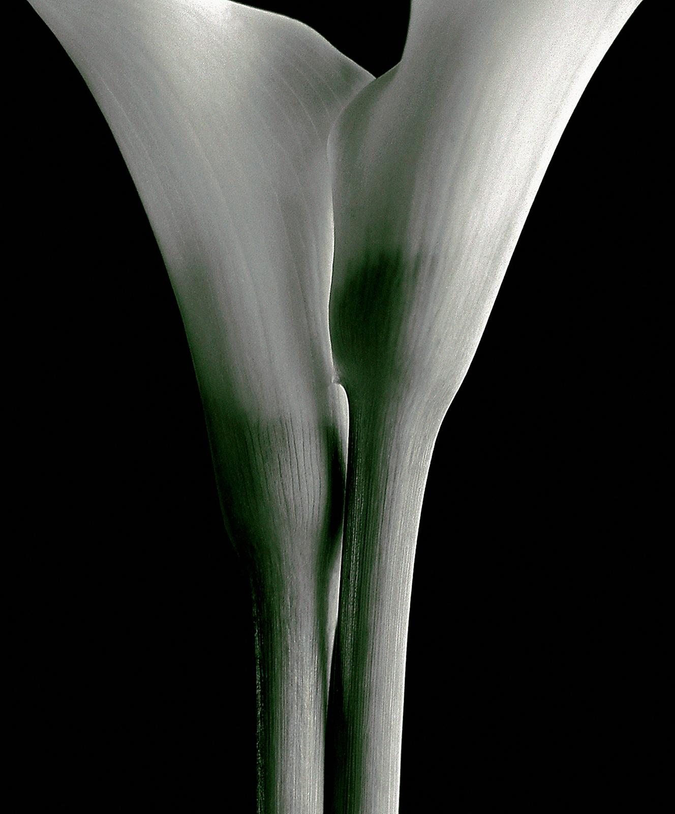 Lovers - Signierter Kunstdruck in limitierter Auflage, Farbe, Pflanze, Analog, Natur – Photograph von Ian Sanderson